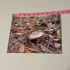 𝅺brown Forest Mushroom 8 x 10‎ Print